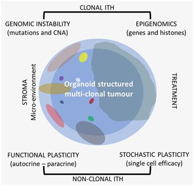 Overview on Clinical Relevance of Intra-Tumor Heterogeneity